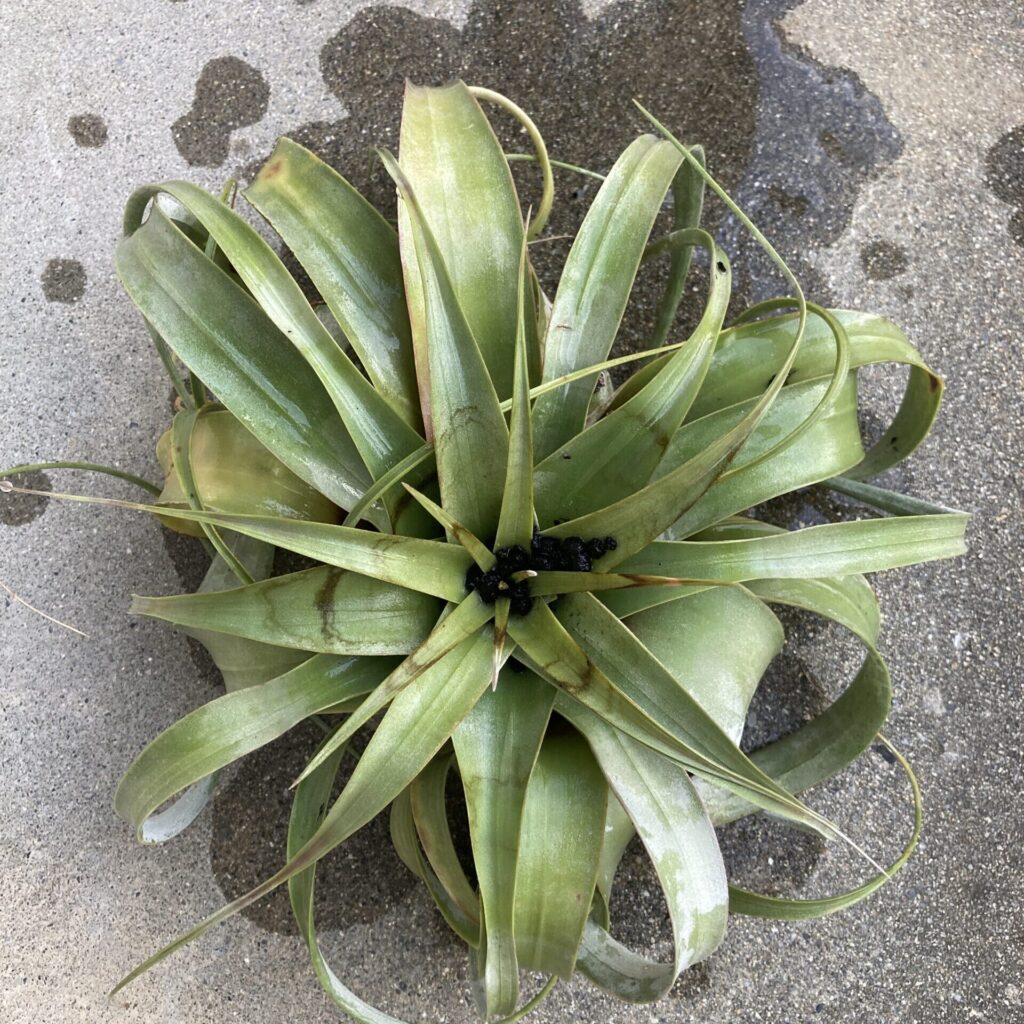 発根後のキセログラフィカ