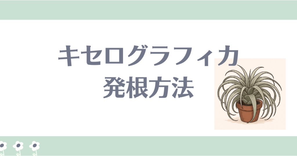 キセログラフィカ発根アイキャッチ
