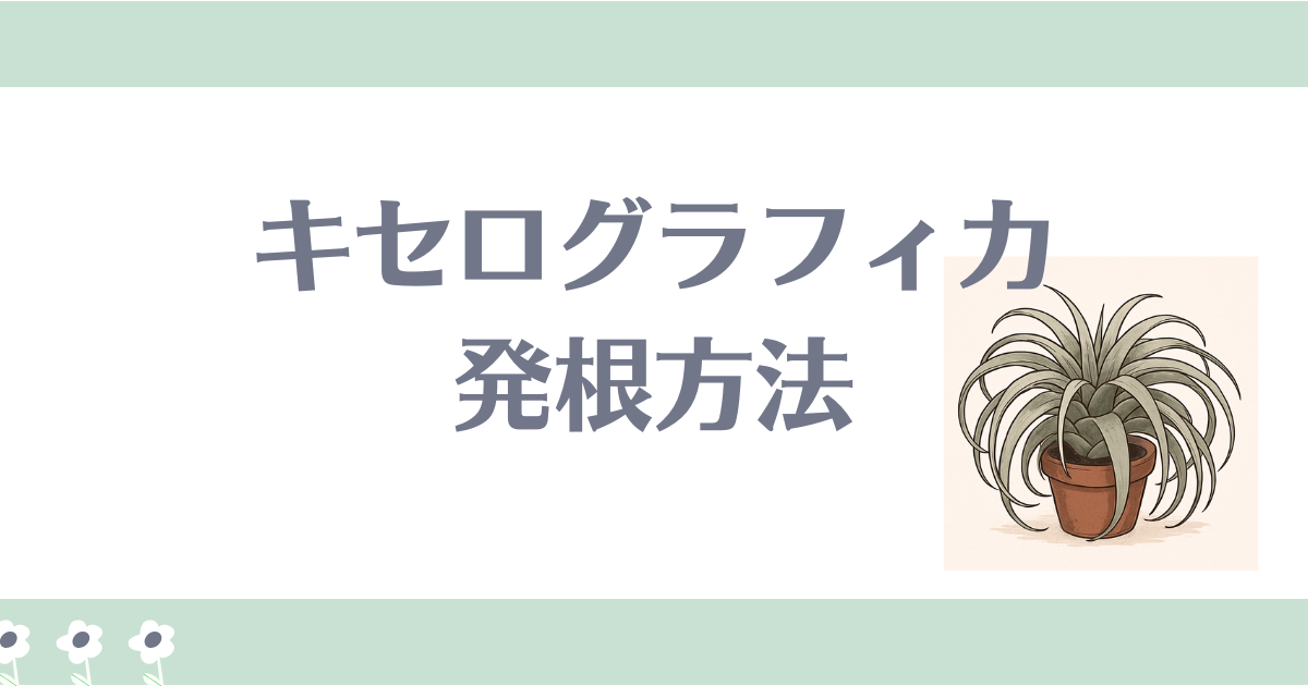 キセログラフィカ発根アイキャッチ