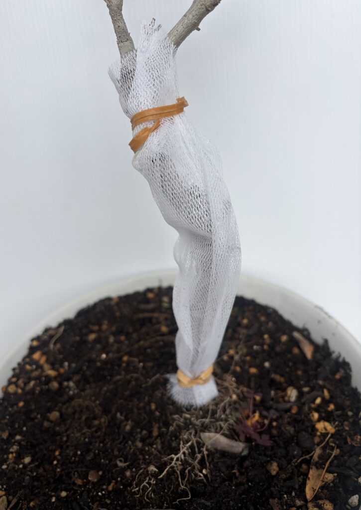 オリーブのゾウムシ対策に排水溝ネットで地際まで覆った様子