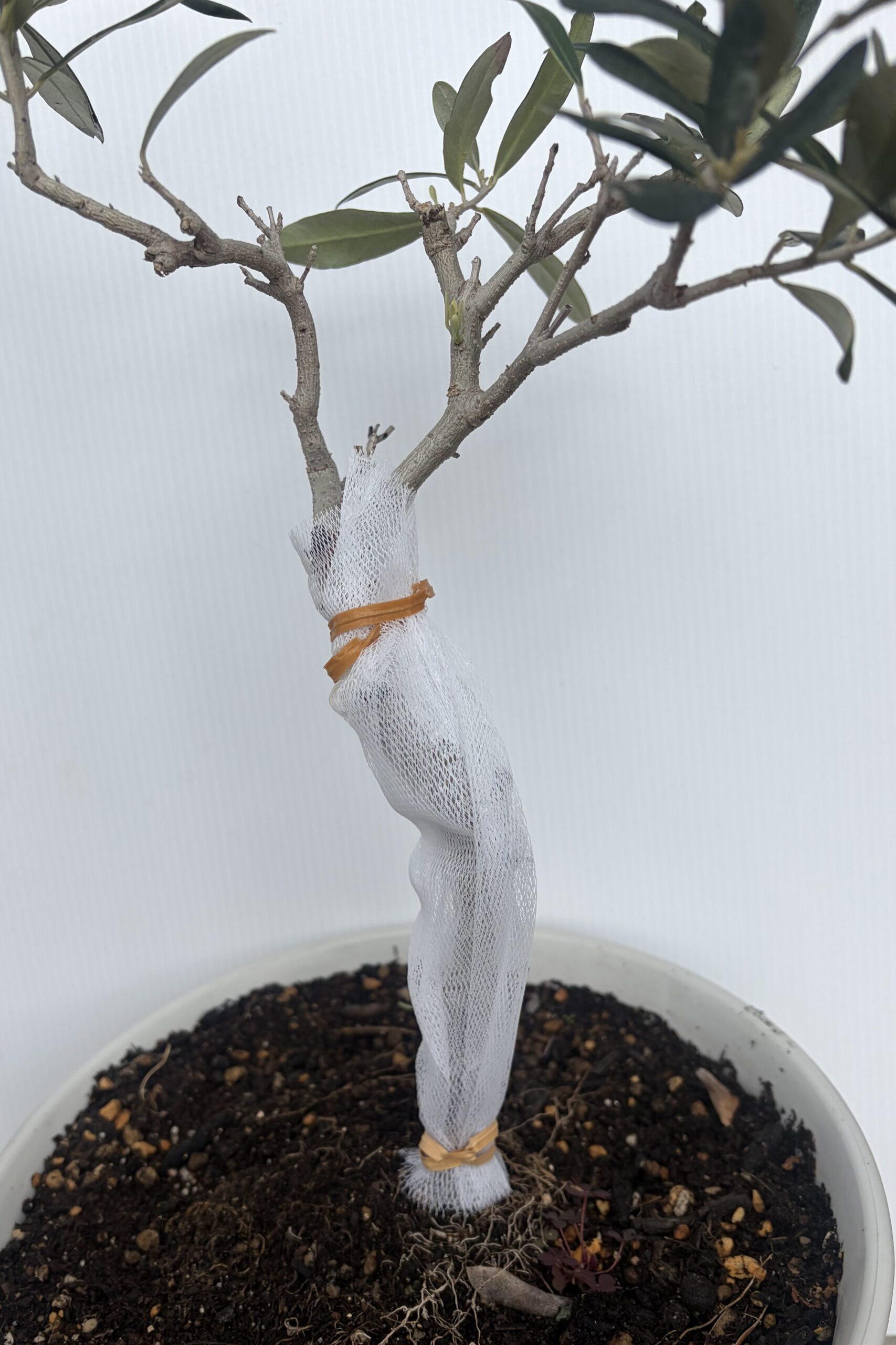 オリーブのゾウムシ対策に排水溝ネットを巻いた様子