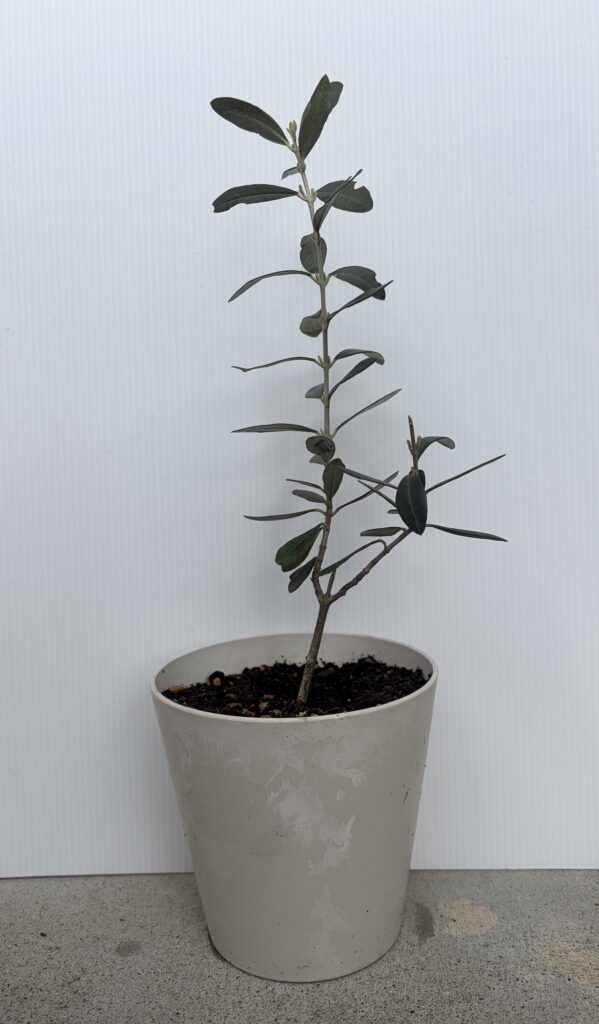 購入して１年経った我が家のワッガベルダルの画像
