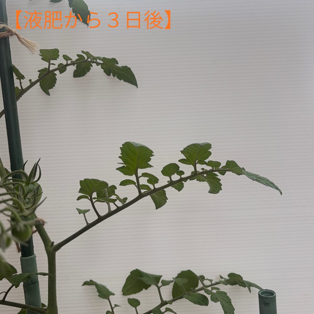 液肥から3日後