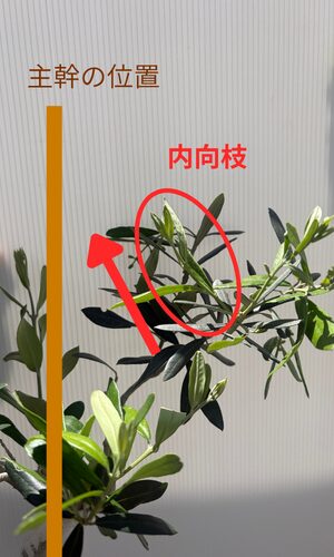 主幹の方向に伸びるオリーブの内向枝