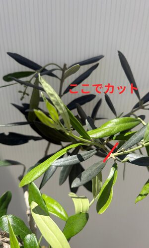 内向枝をカットする位置