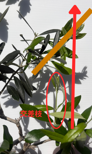 交差枝になりそうなオリーブの枝