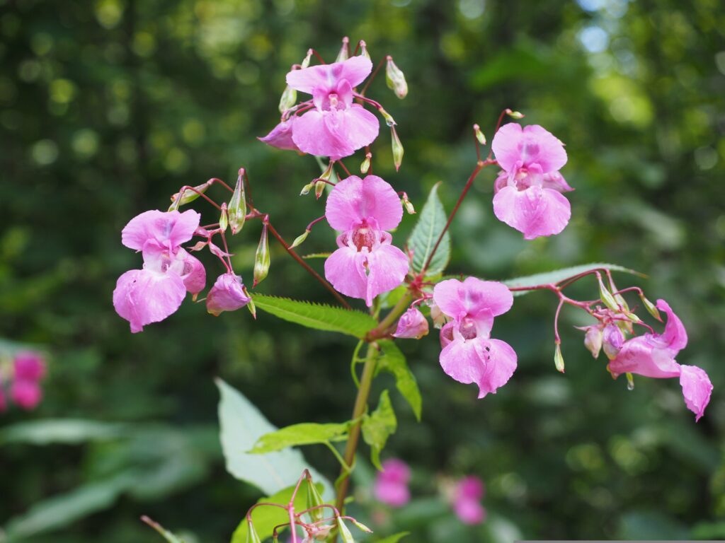 インパチェンスの花