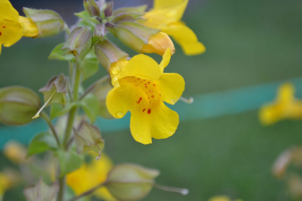 ミムラスの花