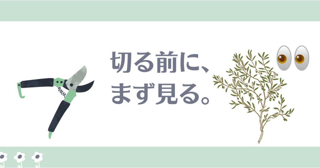 オリーブ剪定切る前に見る