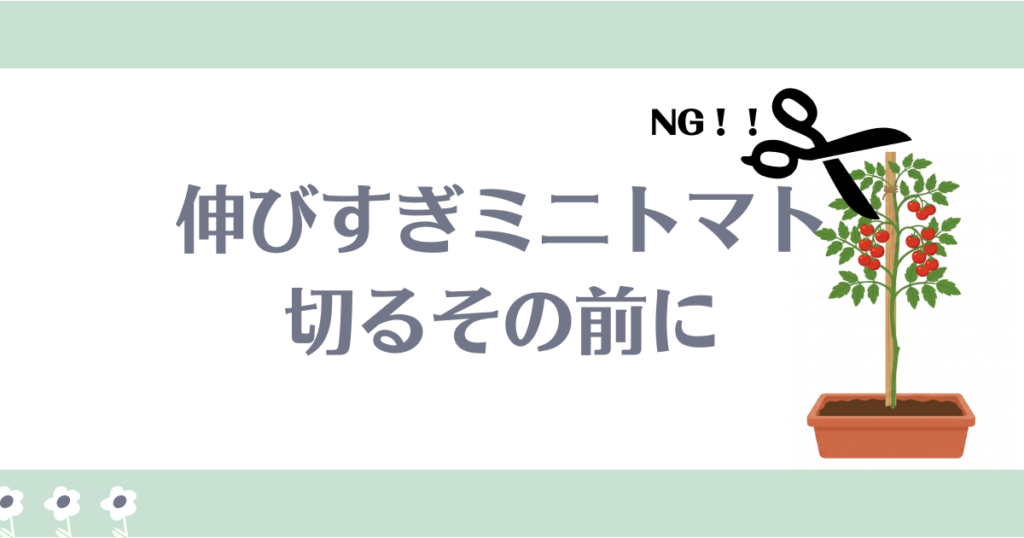 ミニトマトすぐ切るのはダメ