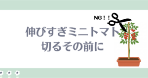 ミニトマトすぐ切るのはダメ