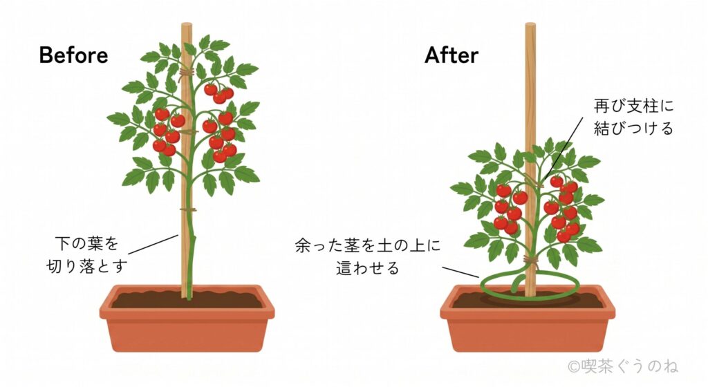 ミニトマトのつる下ろし図解