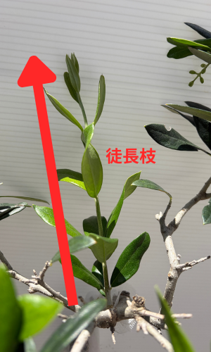 徒長枝