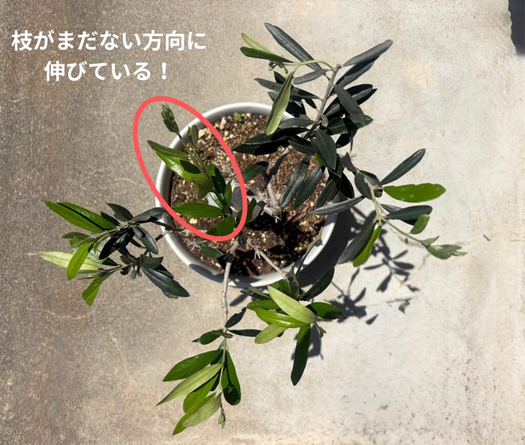 枝がまだない方向に伸びている徒長枝