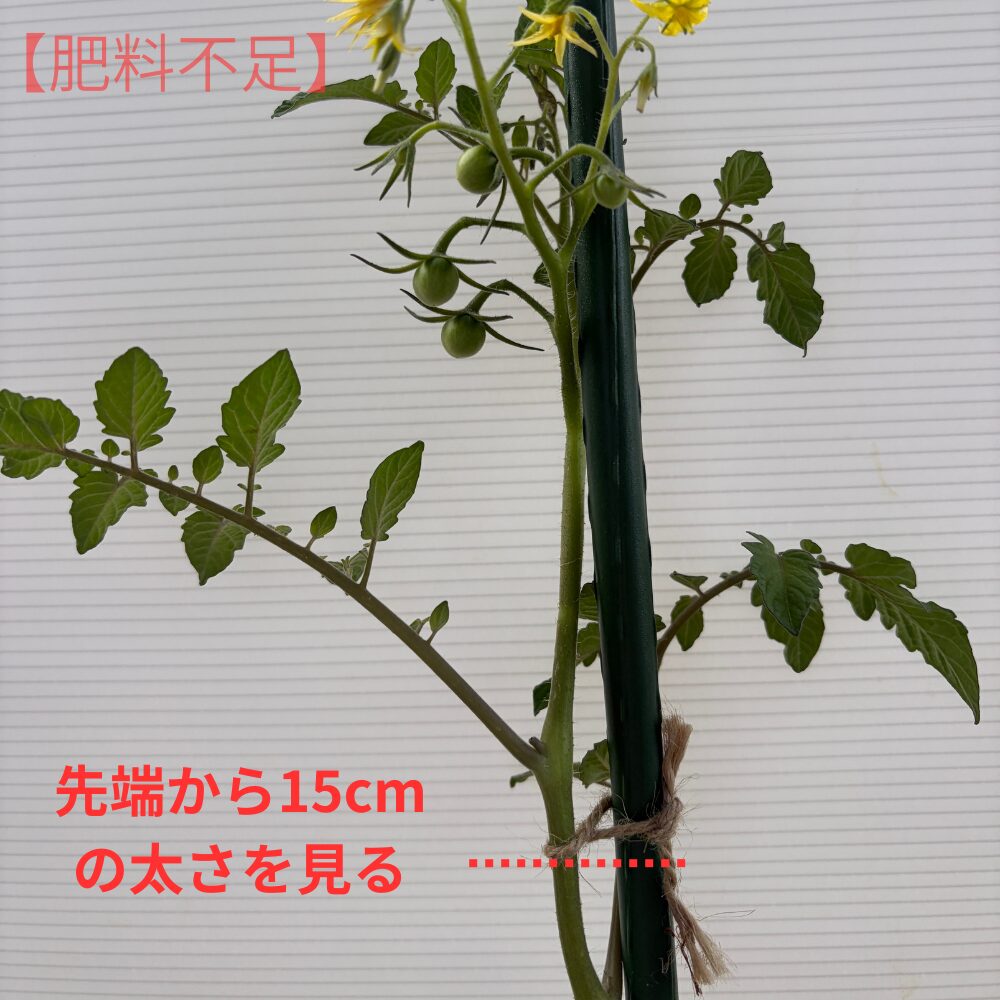 先端15cmの太さを見る