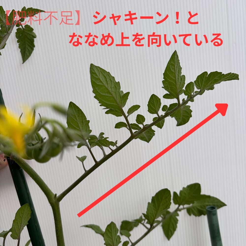 肥料不足で斜め上にピンと張った葉