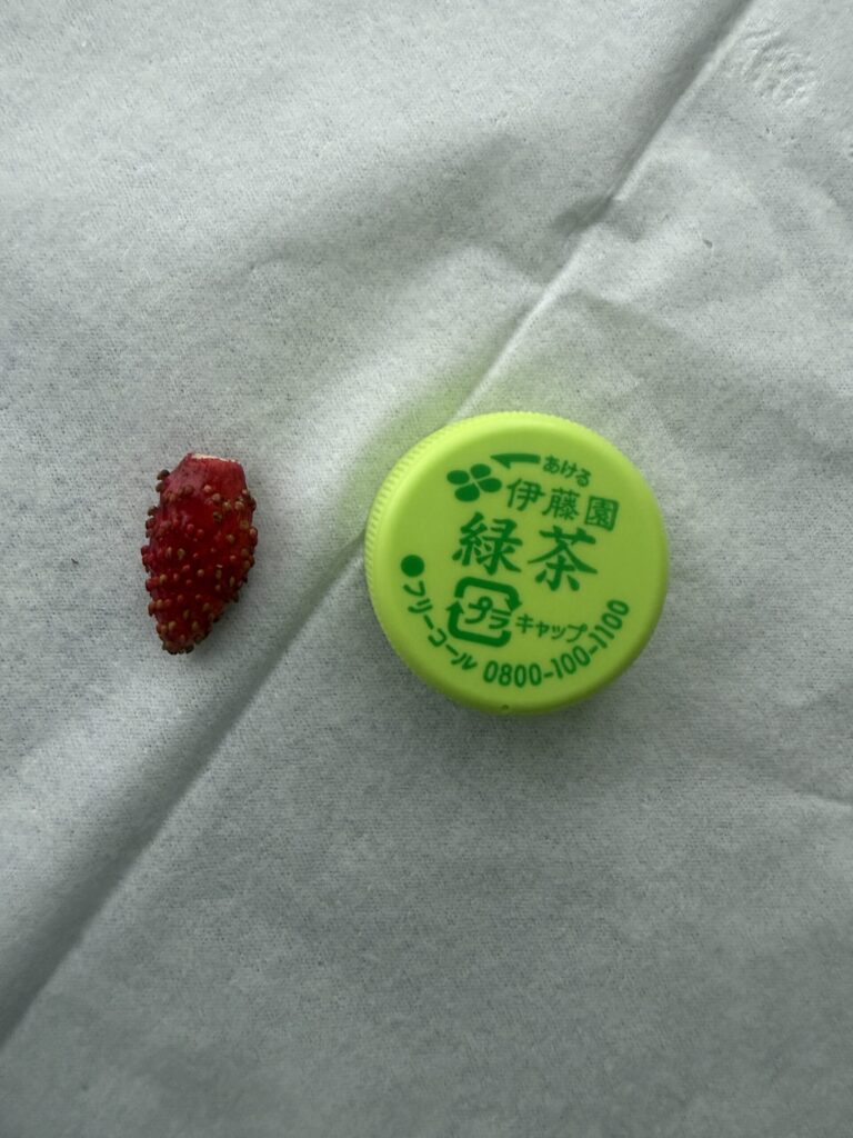 ペットボトルキャップとワイルドストロベリーの実のサイズ比較
