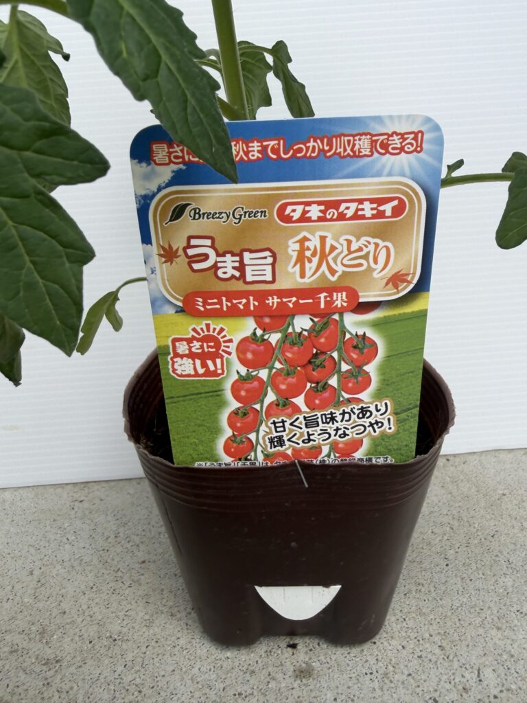 サマー千果のパッケージ