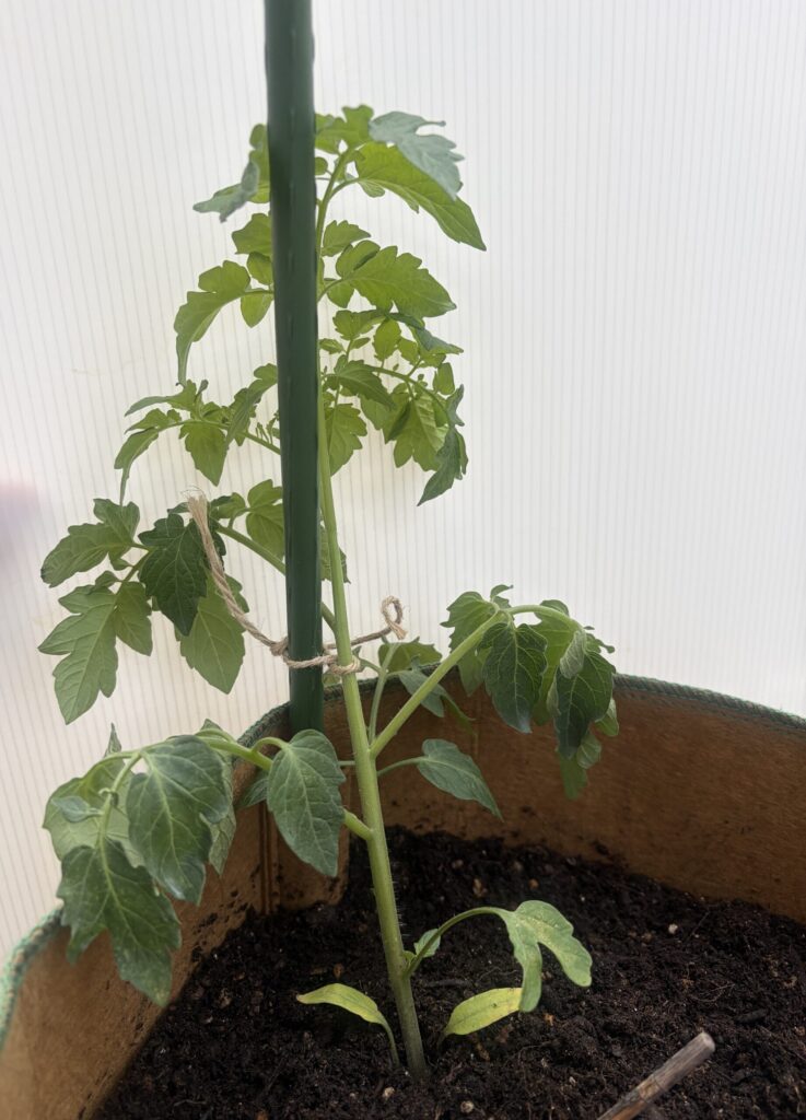 植え付けしたサマー千果