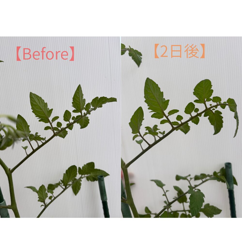 液肥before_after
