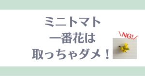ミニトマト一番花