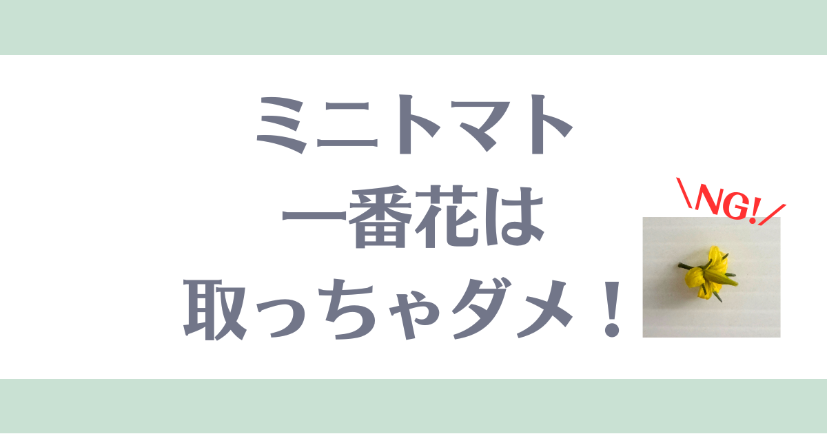 ミニトマト一番花