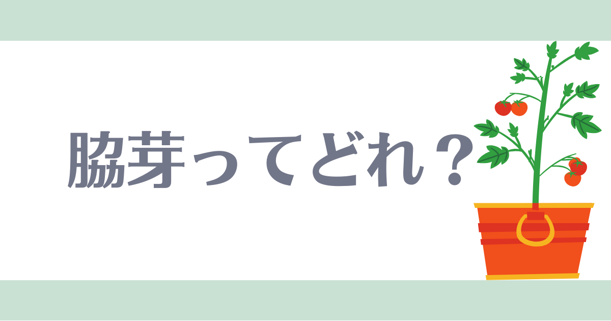 脇芽ってどれ