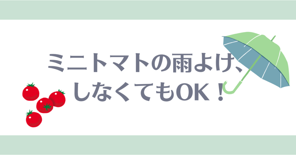 ミニトマト雨よけ