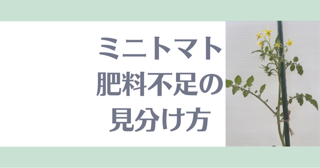 ミニトマト肥料不足の見分け方