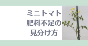 ミニトマト肥料不足の見分け方