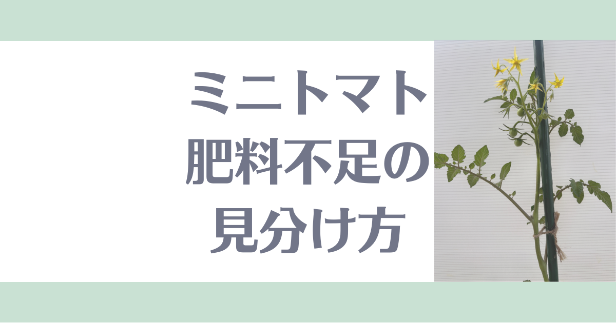 ミニトマト肥料不足の見分け方