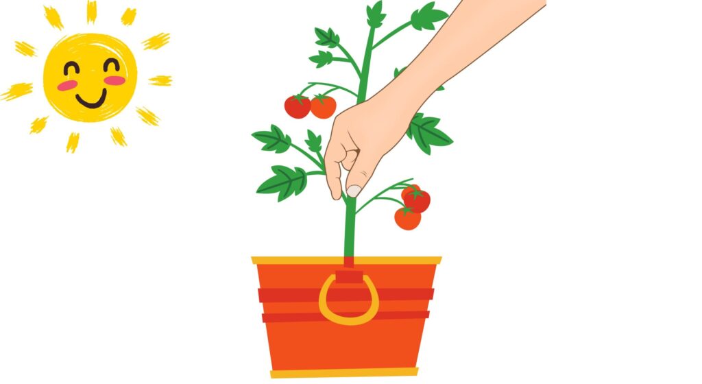 晴れた日の午前中、手で脇芽かきをする