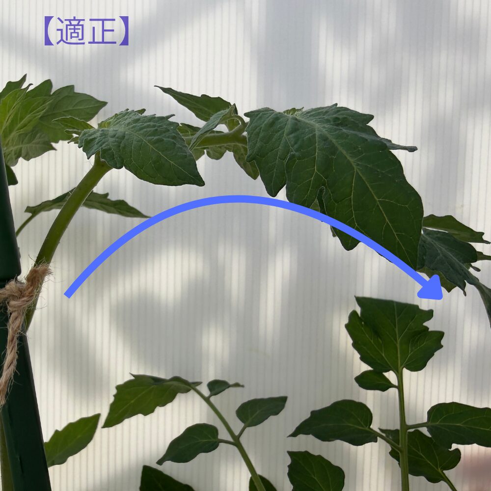 弓形のカーブを描く、適正な葉