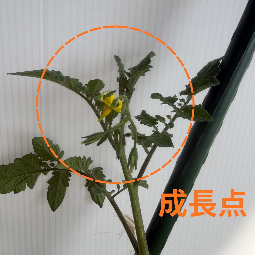 成長点