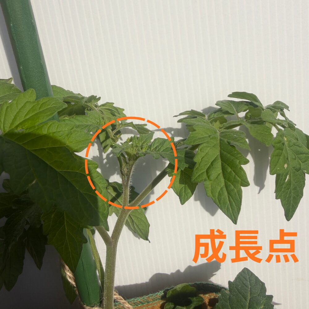 成長点