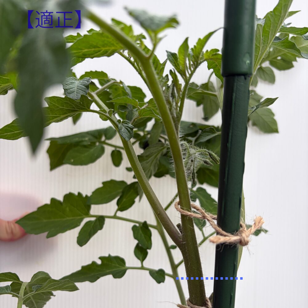 適正な太さの茎