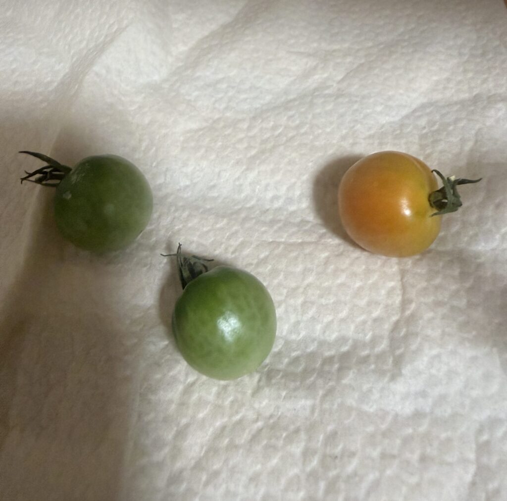 1つだけ黄色く色づいたミニトマト