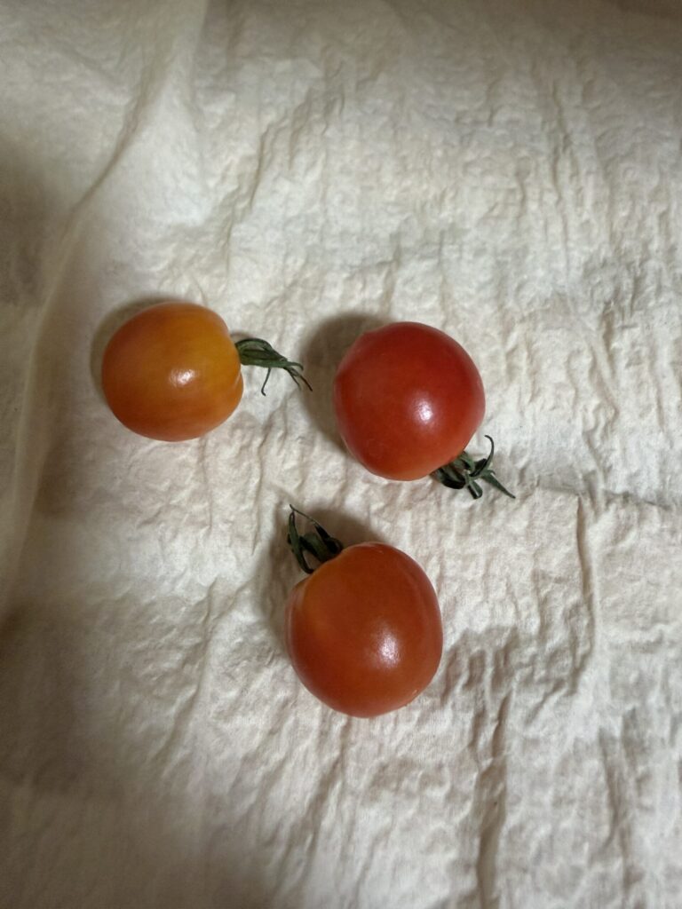 全体的に赤っぽくなったミニトマト