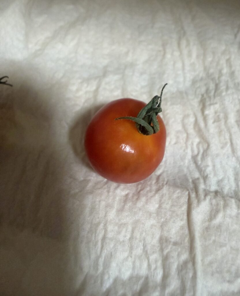 シワっぽくなったミニトマト