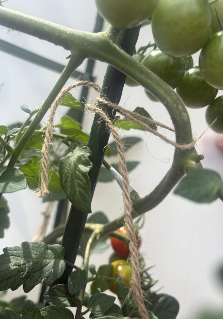 急角度の茎