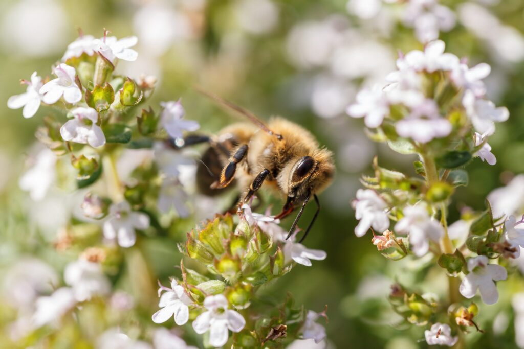 レモンバームとミツバチ