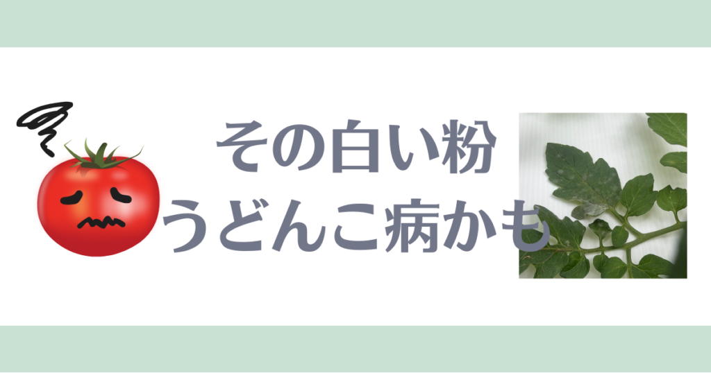 ミニトマトうどんこ病