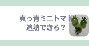 青いミニトマト,追熟