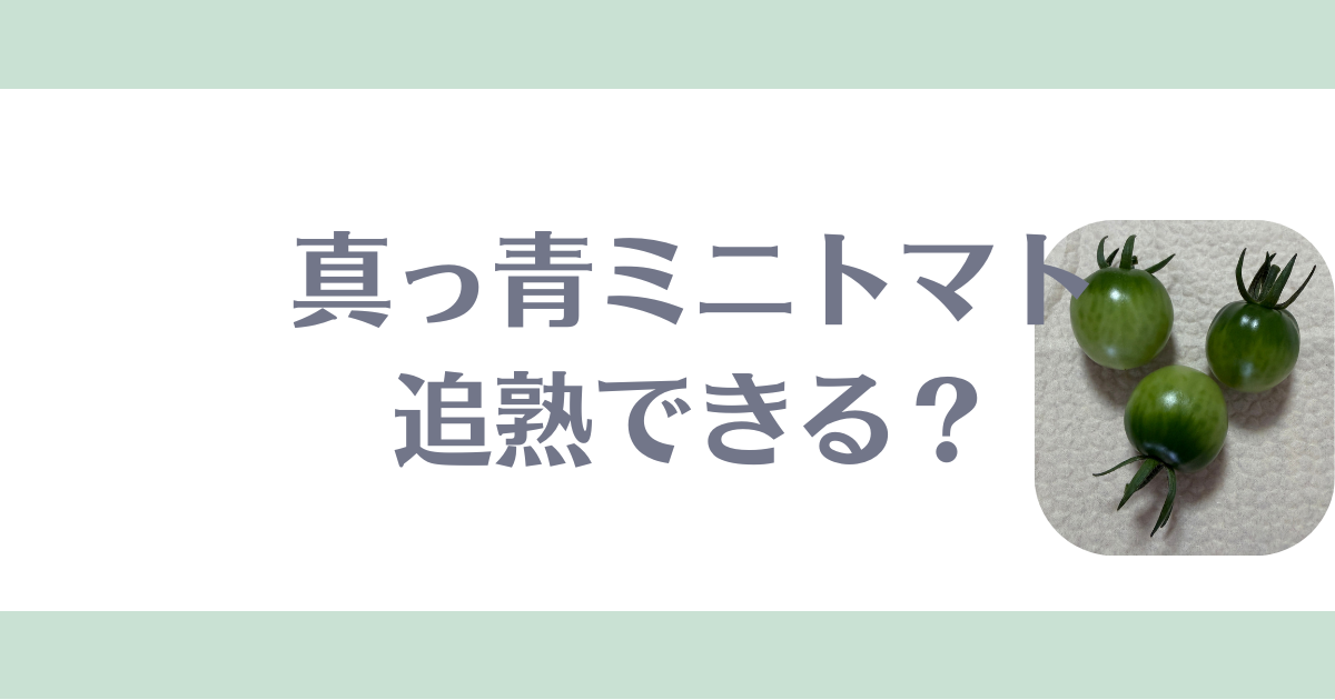 青いミニトマト,追熟