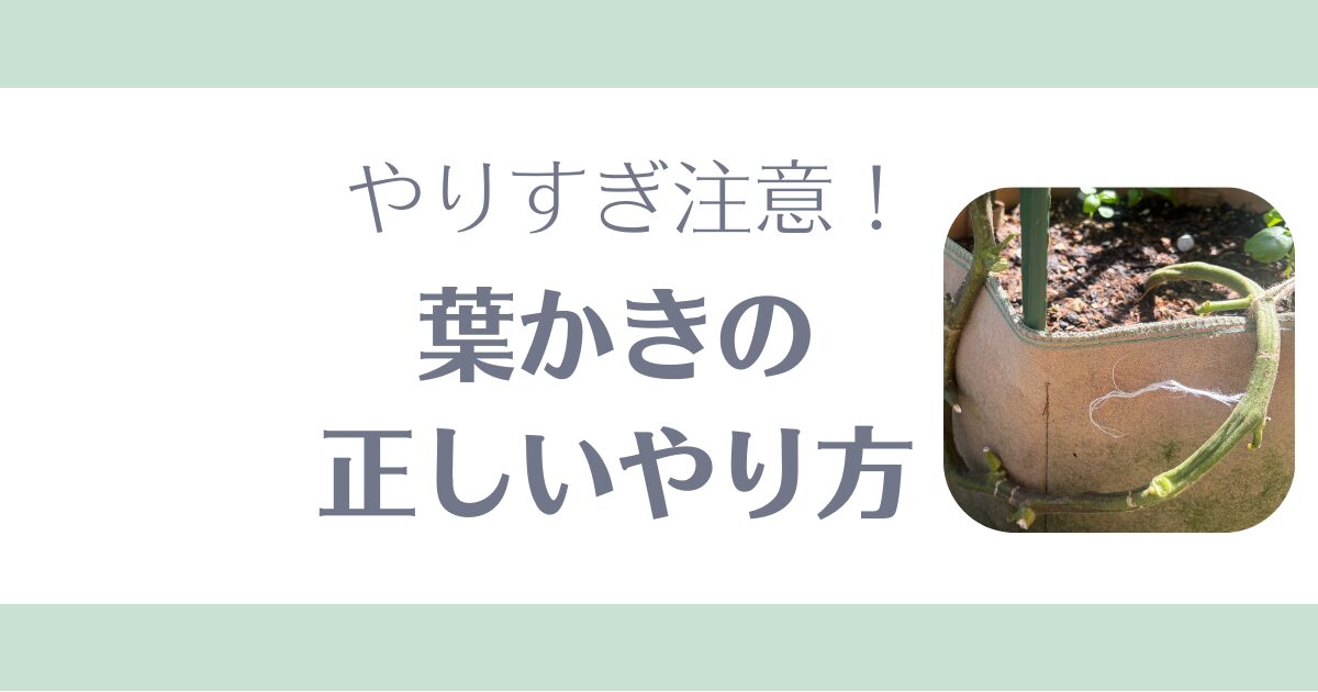 ミニトマト葉かきの正しいやり方