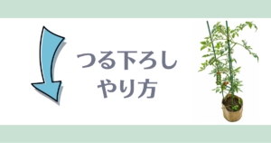 ミニトマトつる下ろしやり方
