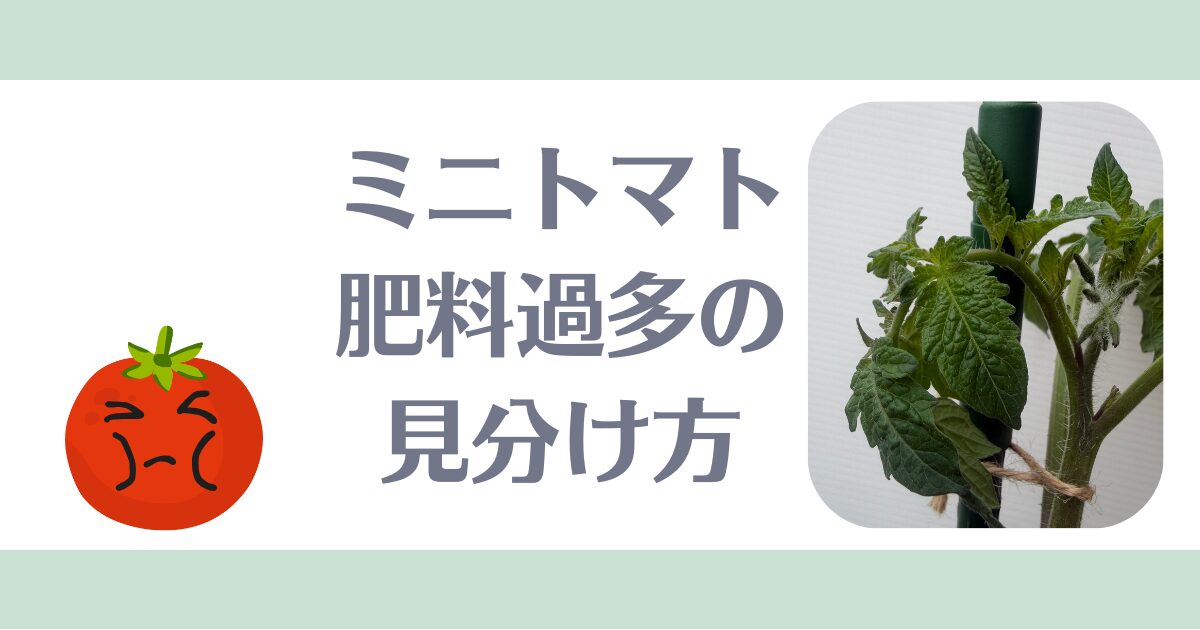 ミニトマト肥料過多見分け方
