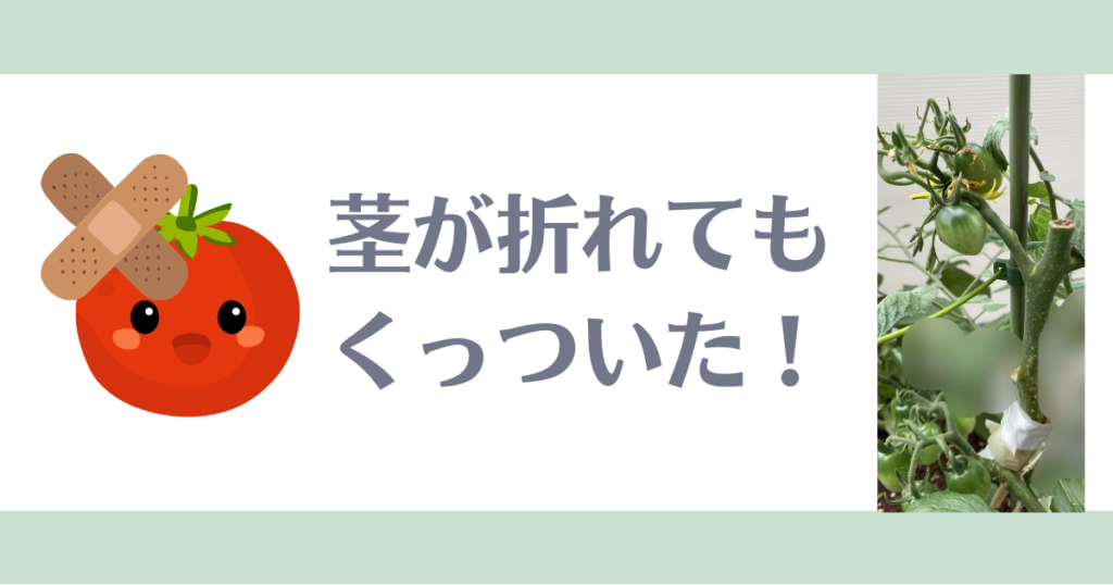 ミニトマト茎が折れた対処法