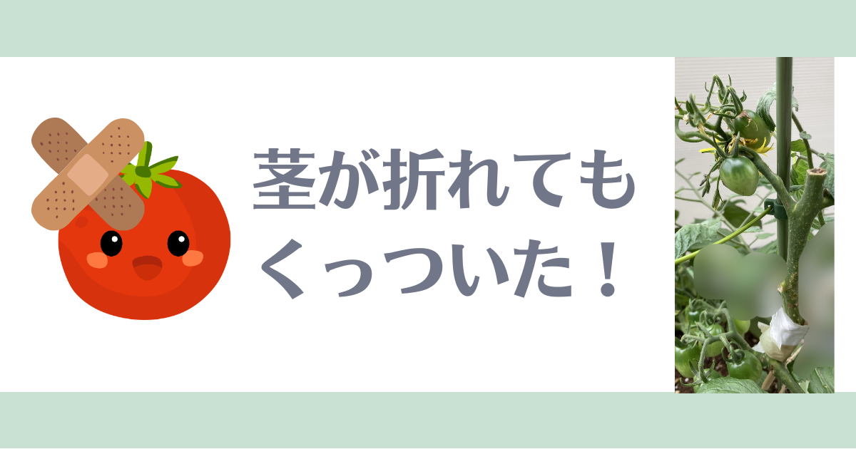 ミニトマト茎が折れた対処法