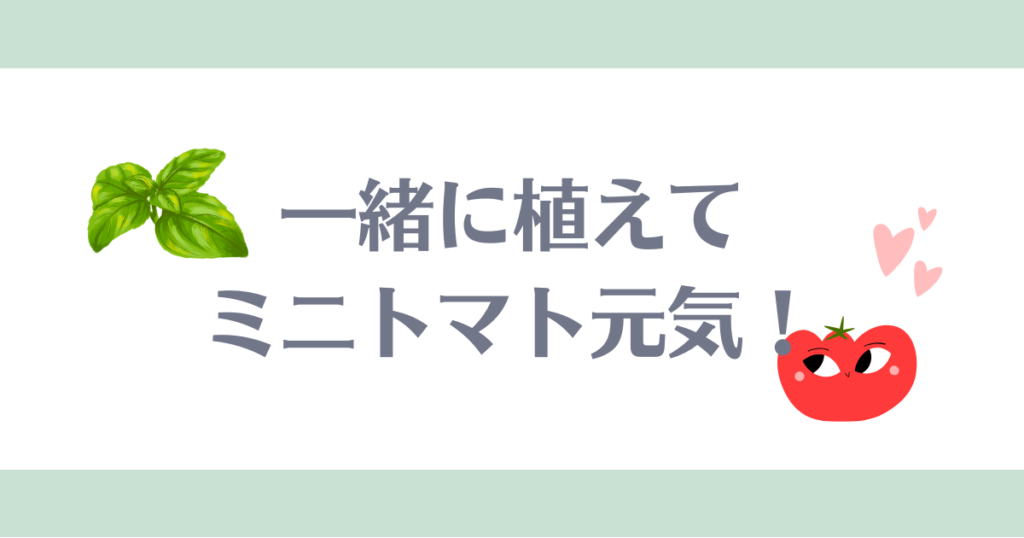 ミニトマトコンパニオンプランツ